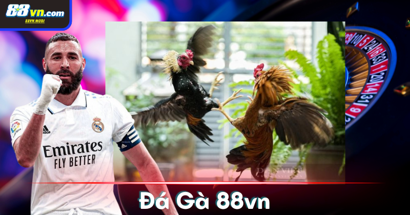 Lý do đá gà tại 88VN thu hút nhiều hội viên